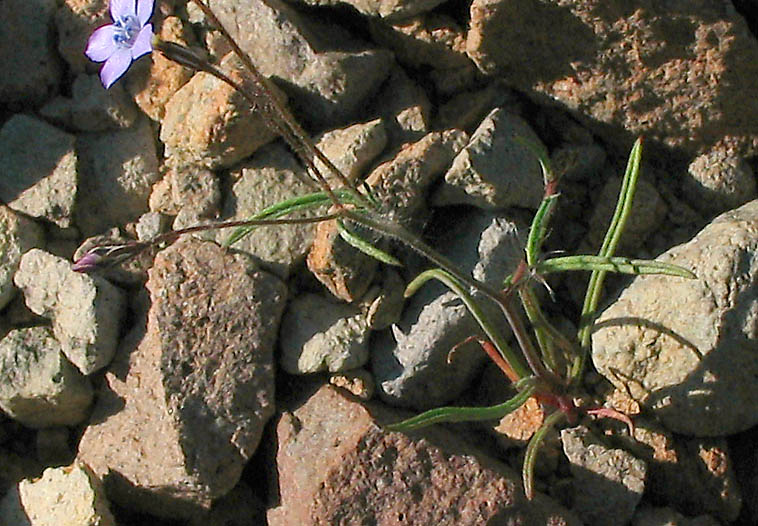 Detailed Picture 16 of Bridges' Pincushionplant