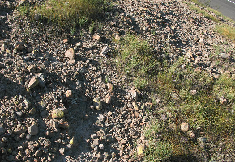 Detailed Picture 21 of Bridges' Pincushionplant