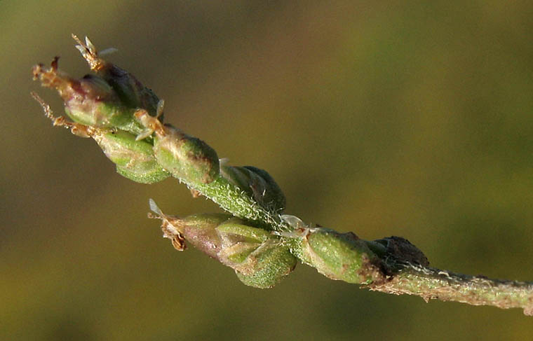 Detailed Picture 4 of Prairie Plantain