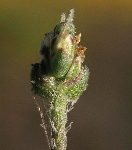Detailed Picture 1 of Prairie Plantain