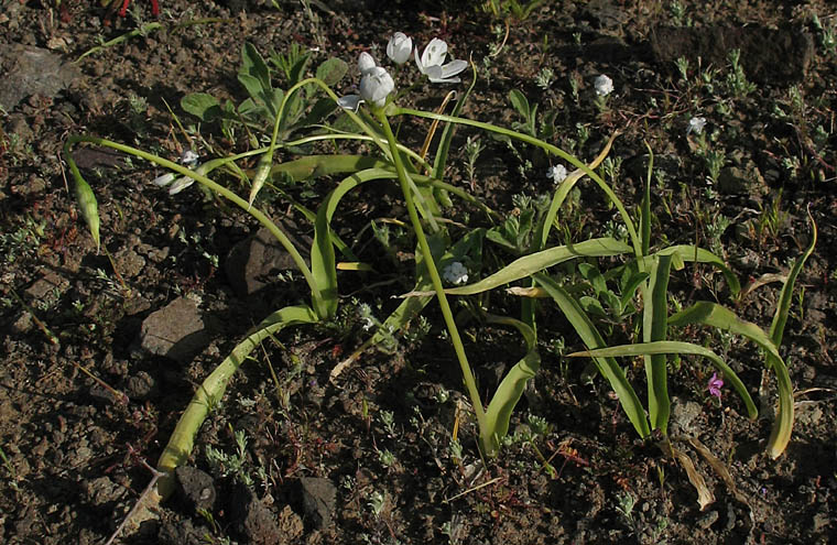 Detailed Picture 4 of Naples Garlic