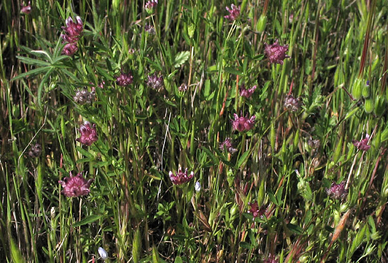 Detailed Picture 6 of Truncate Sack Clover