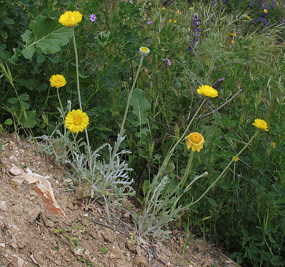 Detailed Picture 4 of Many-Flowered Desert-Marigold