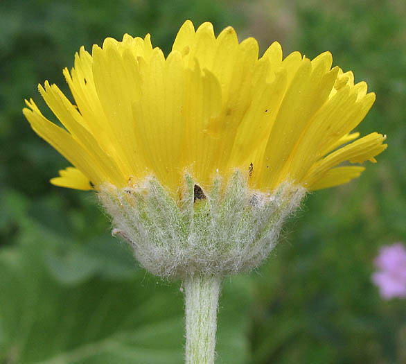 Detailed Picture 3 of Many-Flowered Desert-Marigold
