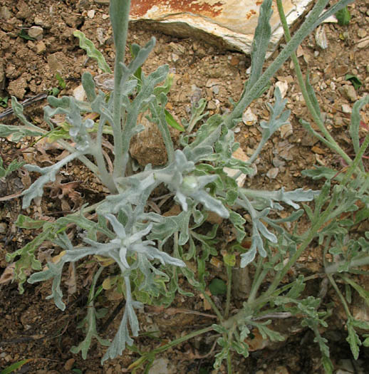 Detailed Picture 5 of Many-Flowered Desert-Marigold