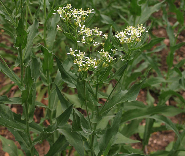 Detailed Picture 4 of Heart-Podded Hoary Cress