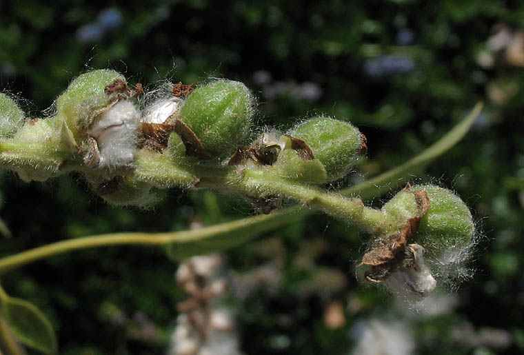 Detailed Picture 9 of Black Cottonwood