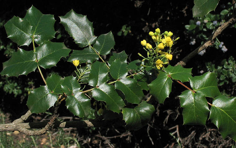Detailed Picture 4 of California Barberry