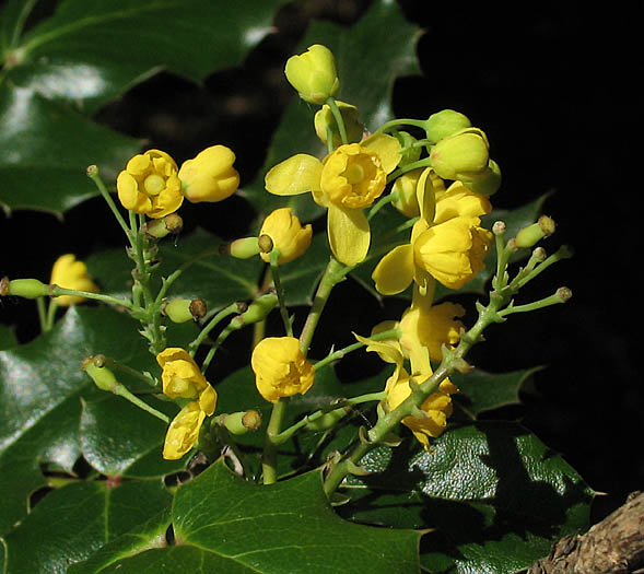 Detailed Picture 3 of California Barberry