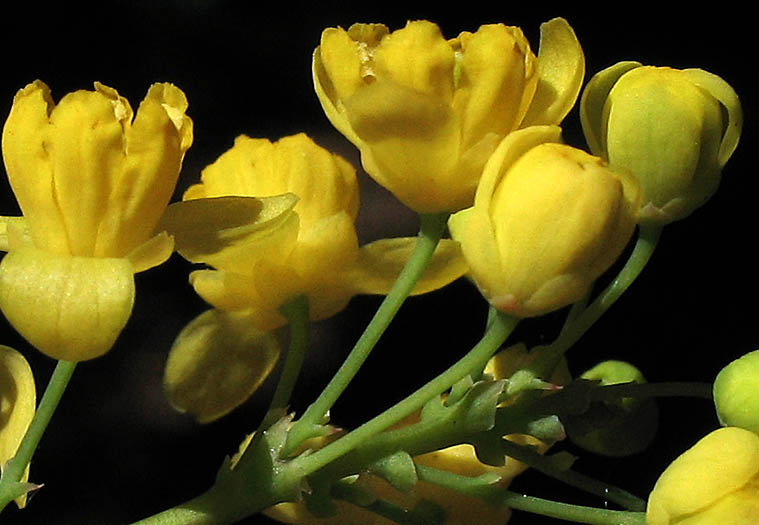 Detailed Picture 2 of California Barberry