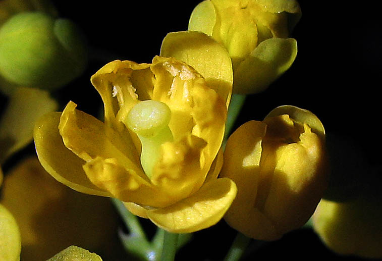 Detailed Picture 1 of California Barberry