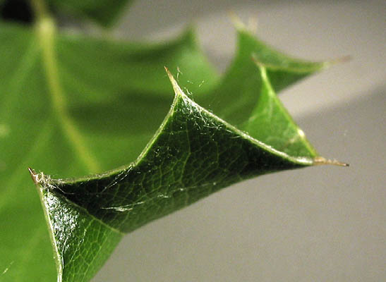 Detailed Picture 8 of California Barberry