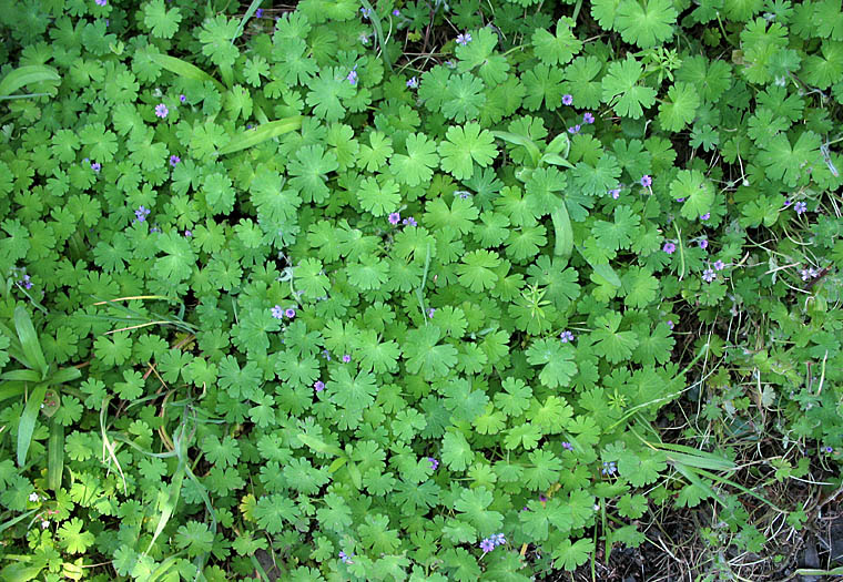 Detailed Picture 5 of Dove's Foot Geranium