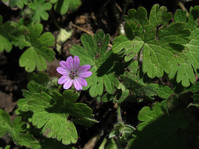 Detailed Picture 4 of Dove's Foot Geranium