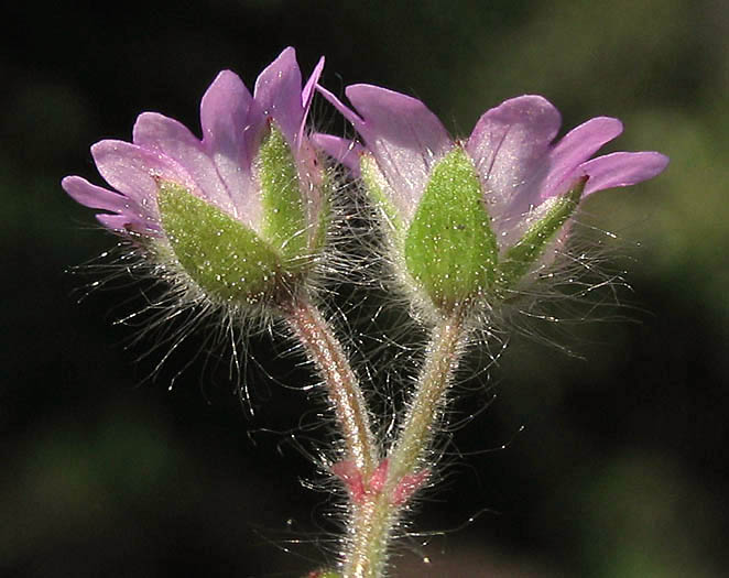 Detailed Picture 3 of Dove's Foot Geranium