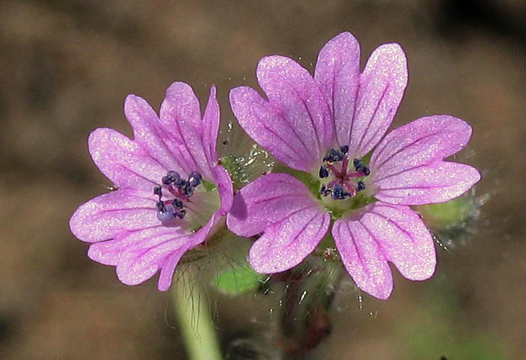 Detailed Picture 1 of Dove's Foot Geranium