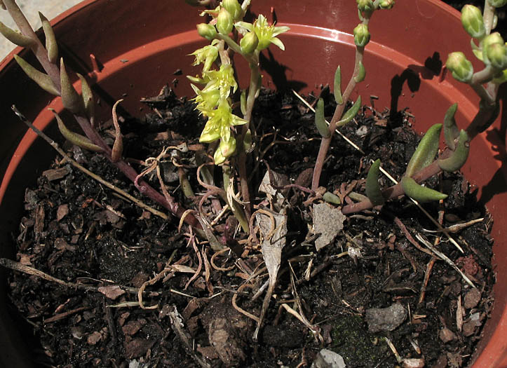 Detailed Picture 3 of Many-stemmed Dudleya