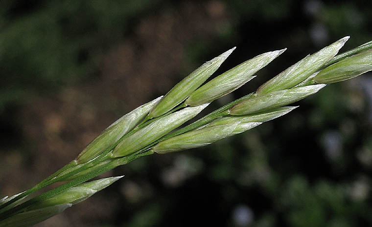 Detailed Picture 2 of California Melic