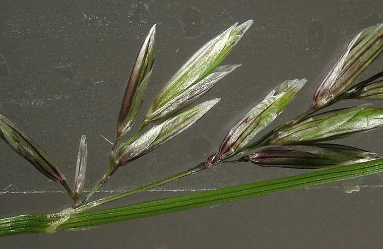 Detailed Picture 3 of California Melic