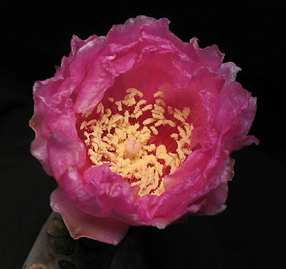 Detailed Picture 1 of Beavertail Cactus