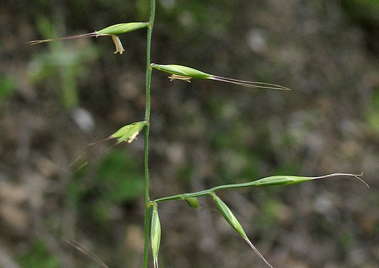 Detailed Picture 3 of Small Fescue