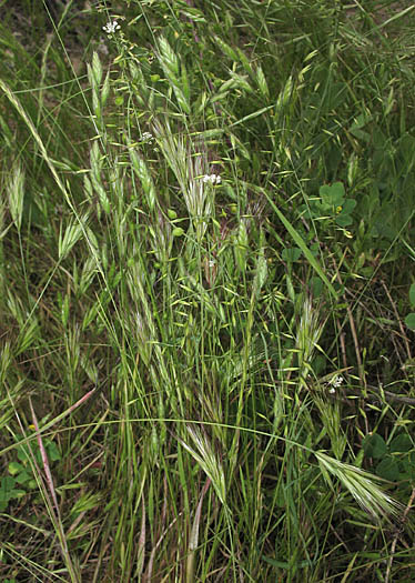 Detailed Picture 5 of Small Fescue