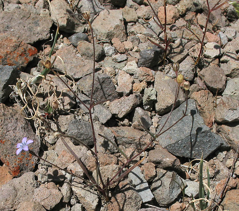 Detailed Picture 17 of Bridges' Pincushionplant