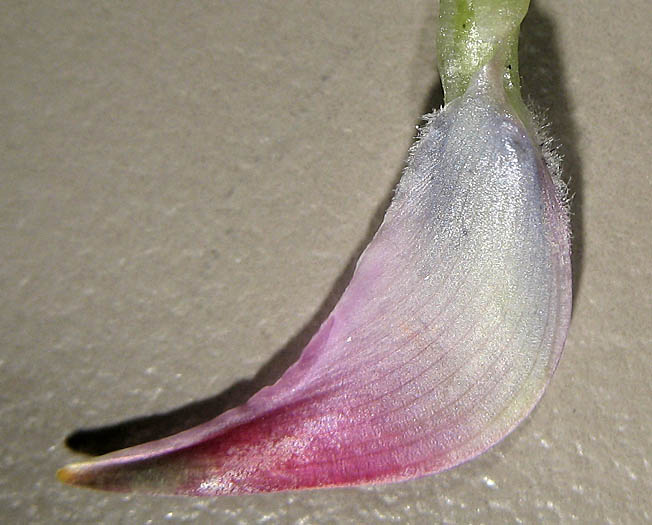Detailed Picture 7 of Coulter's Lupine