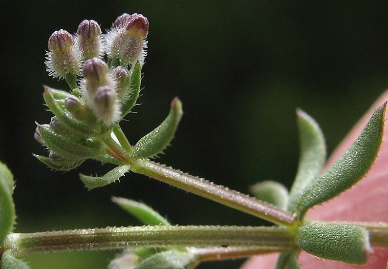 Detailed Picture 3 of Wall Bedstraw