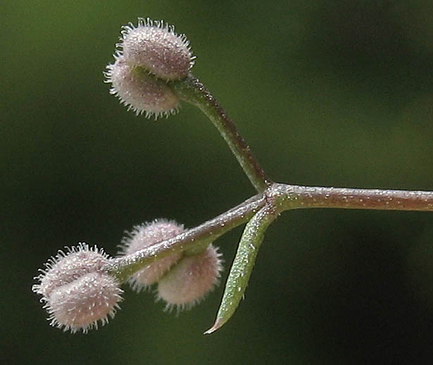 Detailed Picture 5 of Wall Bedstraw