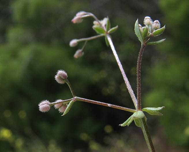 Detailed Picture 4 of Wall Bedstraw