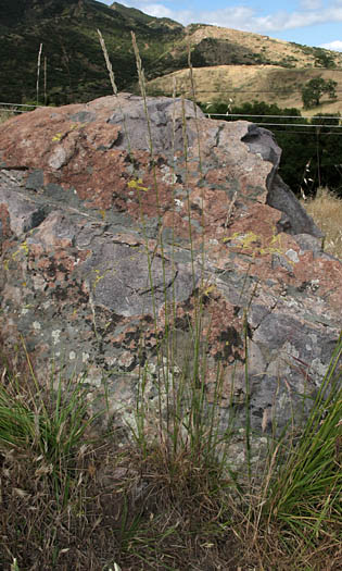 Detailed Picture 4 of California Melic