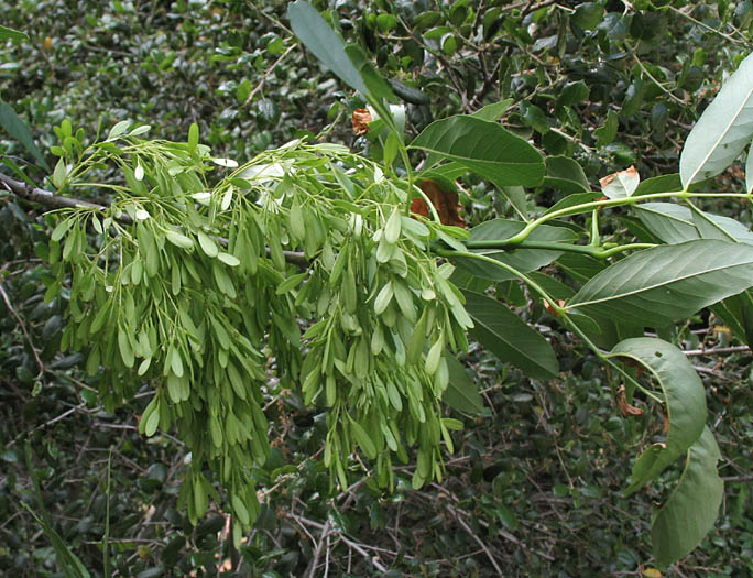 Detailed Picture 8 of Arizona Ash