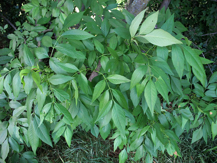 Detailed Picture 7 of Arizona Ash