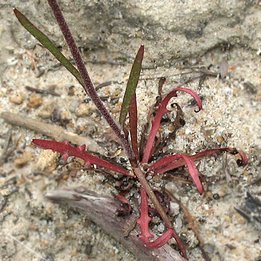 Detailed Picture 6 of Annual Malacothrix