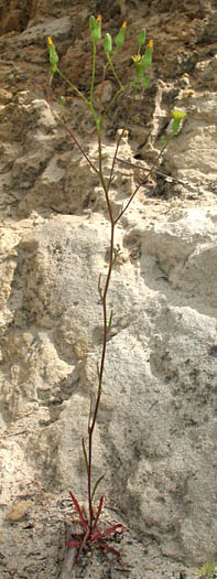 Detailed Picture 5 of Annual Malacothrix