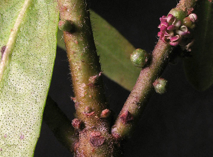 Detailed Picture 4 of California Wax Myrtle
