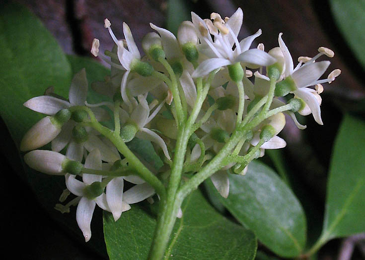Detailed Picture 3 of Brown Dogwood