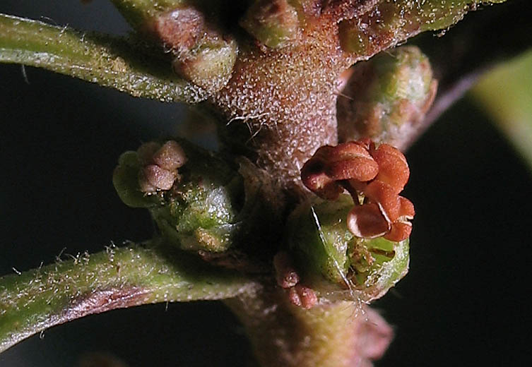 Detailed Picture 1 of California Wax Myrtle