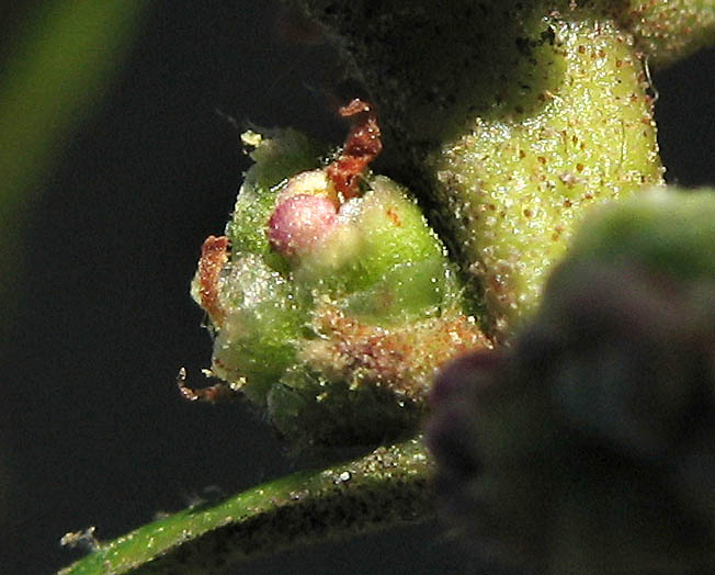 Detailed Picture 3 of California Wax Myrtle
