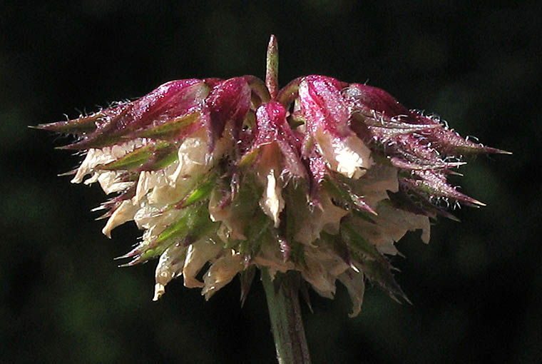 Detailed Picture 2 of Tree Clover