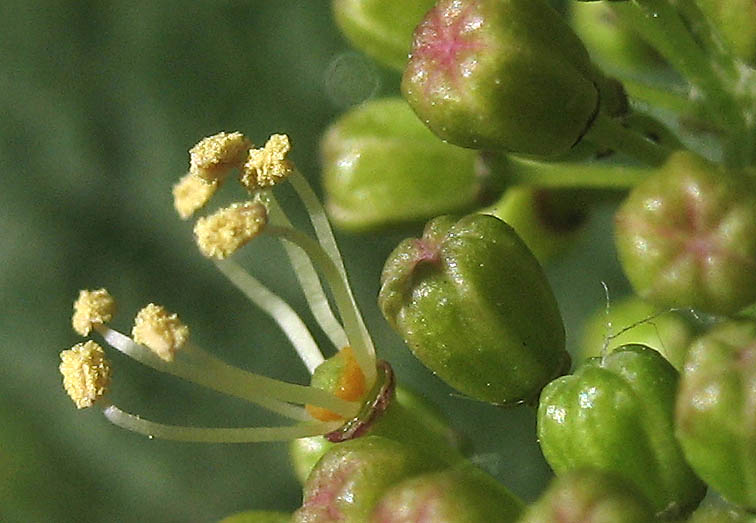 Detailed Picture 1 of Desert Wild Grape