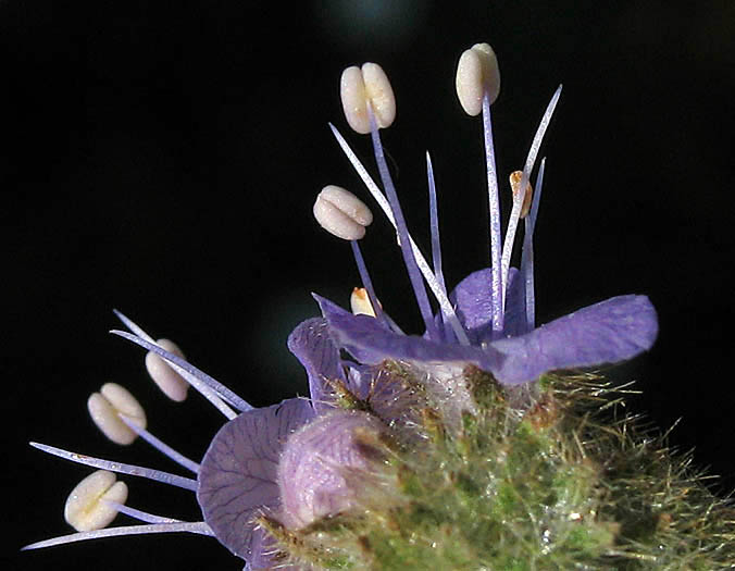 Detailed Picture 2 of Fern-leaf Phacelia