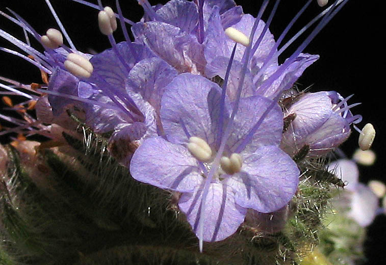 Detailed Picture 1 of Fern-leaf Phacelia