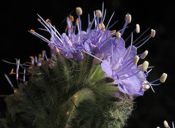 Detailed Picture 3 of Fern-leaf Phacelia