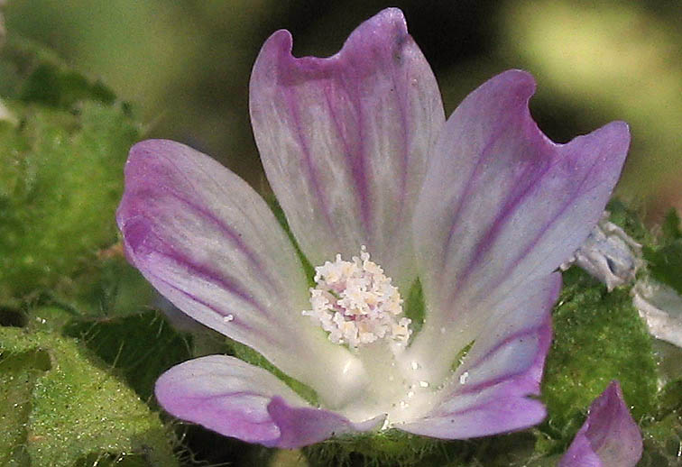 Detailed Picture 1 of Bull Mallow