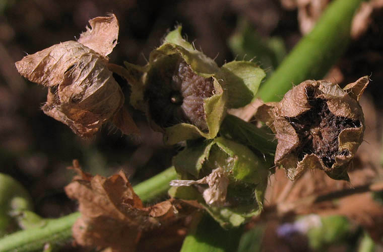 Detailed Picture 5 of Bull Mallow