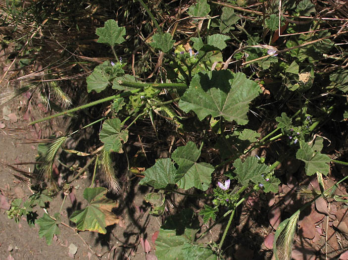 Detailed Picture 4 of Bull Mallow