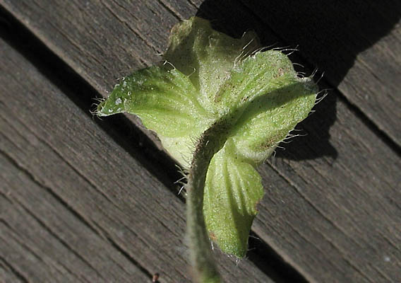 Detailed Picture 6 of Bull Mallow