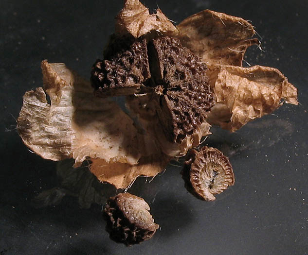 Detailed Picture 7 of Bull Mallow